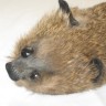 Rocky the Raccoon